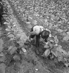 Wage laborer topping tobacco, Shoofly, North Carolina, 1939. Creator: Dorothea Lange.