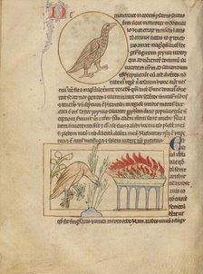 An Owl; Phoenixes; Northumberland Bestiary, about 1250-1260. Creator: Unknown.