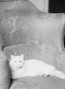 Schermerhorn cat, portrait photograph, 1928 Dec. 3. Creator: Arnold Genthe.