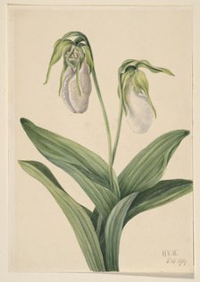 Pale Lady's Slipper (Cypridedium acaule), 1919. Creator: Mary Vaux Walcott.
