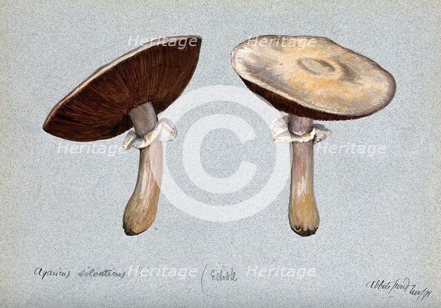 Brown wood mushrooms (Agaricus silvaticus): two fruiting bodies, 1891. Creator: Unknown.