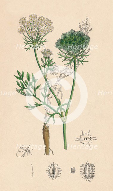 'Daucus Carota. Wild Carrot', 19th Century. Artist: Unknown.