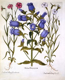 Canterbury Bells, and Corn Cockles, from 'Hortus Eystettensis', by Basil Besler (1561-1629), pub. 16