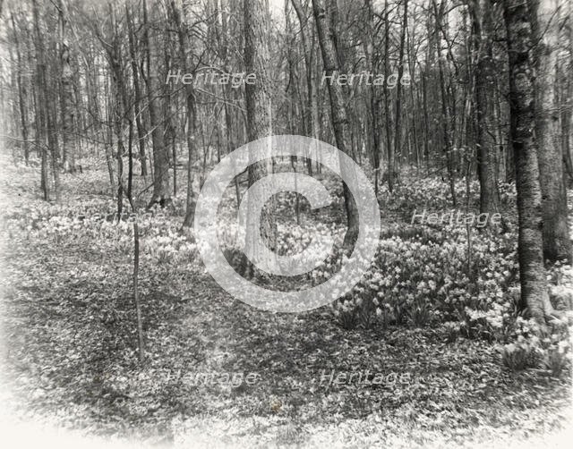 Unidentified garden or park, possibly "Ronaele Manor," Fitz Eugene Dixon house, Elkins Par..., c1920 Creator: Frances Benjamin Johnston.