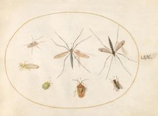 Plate 59: Seven Assorted Insects, c. 1575/1580. Creator: Joris Hoefnagel.