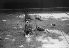 Zoo, Washington, D.C.: Cheetah, 1916. Creator: Harris & Ewing.
