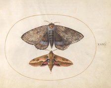 Plate 25: Blue Underwing Moth and Spurge Hawk Moth, c. 1575/1580. Creator: Joris Hoefnagel.