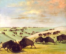 Buffalo Bulls Fighting in Running Season, Upper Missouri, 1837-1839. Creator: George Catlin.