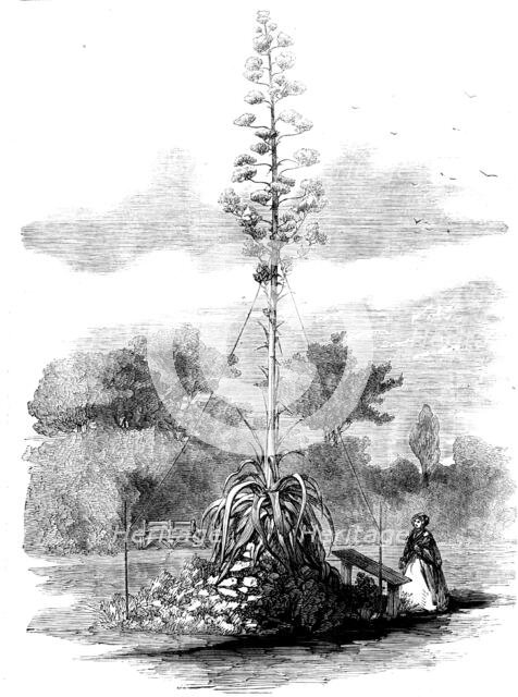 American Aloe in Bloom in the Gardens of the Royal Botanic Society, Regent's Park, 1858. Creator: Unknown.