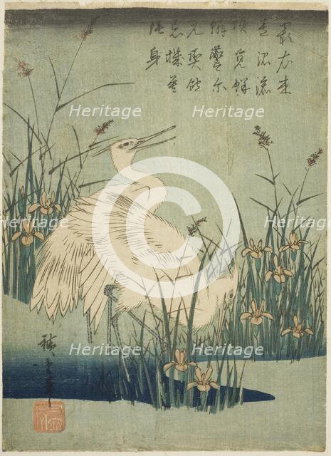 White herons and iris, c. 1830s. Creator: Ando Hiroshige.