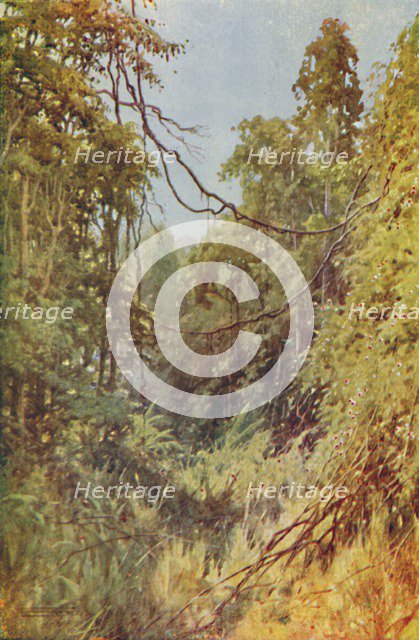 'Burmese Jungle', 1924. Artist: Unknown.