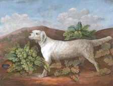 A Setter: Facing Left, with a Partridge Hiding among Burdocks on the Left, ca. 1805. Creator: Unknown.
