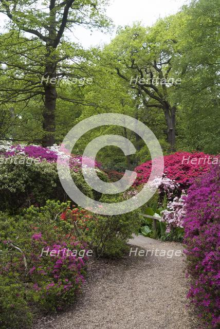 Isabella Plantation, Richmond Park, Richmond, Surrey, England, UK, 14/5/10.  Creator: Ethel Davies.