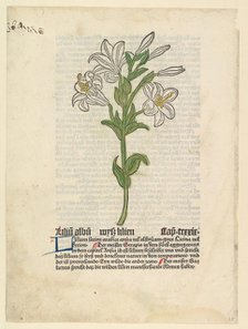 White Lily, illustration from Gart der Gesundheit (Sch.4332), March 28, 1485. Creator: Unknown.