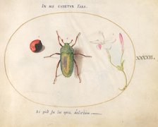 Plate 42: Large Green Beetle with a Plant Gall(?) and a Flower, c. 1575/1580. Creator: Joris Hoefnagel.