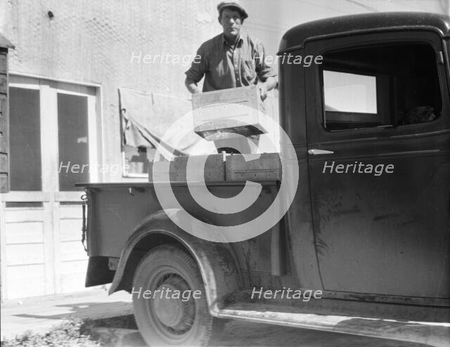 Loading milk at the self-help cooperative dairy, near Santa Ana, California, 1936. Creator: Dorothea Lange.