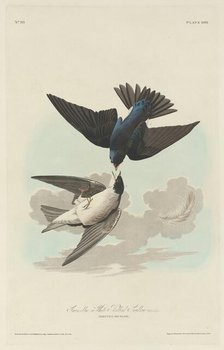Green-blue or White-bellied Swallow, 1830. Creator: Robert Havell.