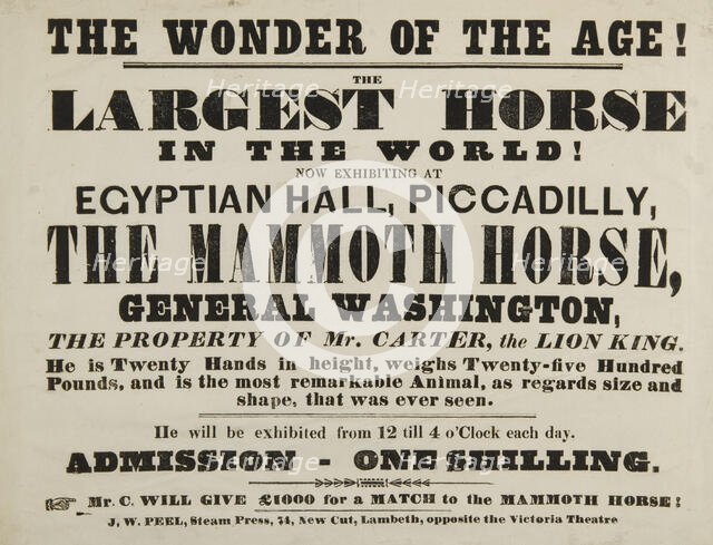 The Wonder of the Age! The Largest Horse in the World, Egyptian Hall, Piccadilly, 1846.  Creator: Unknown.