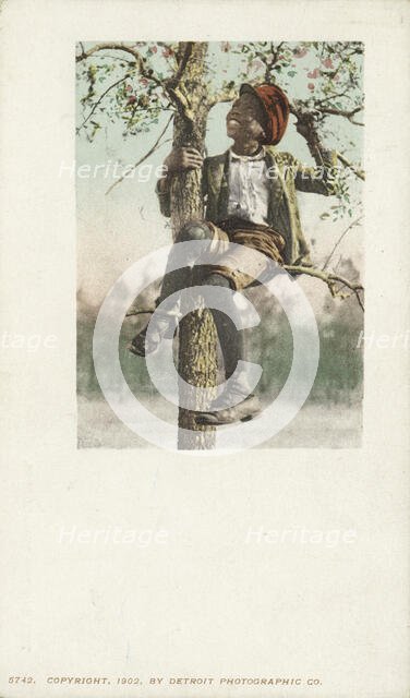 A Treed Coon, 1900 - 1902. Creator: Detroit Publishing Company.