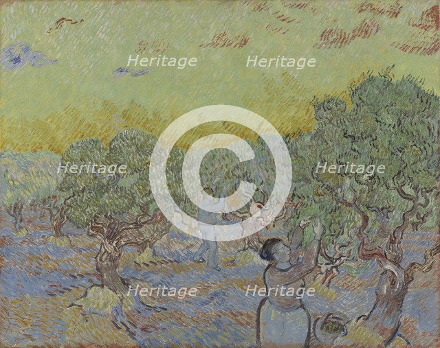 Olive grove with two olive pickers, 1889.