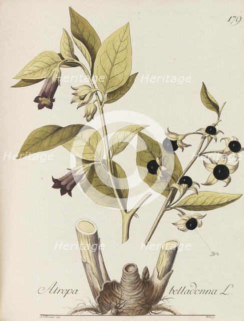 Abbildung aller oekonomischen Pflanzen, 1786-1788. Creator: Kerner, Johann Simon von (1755-1830).