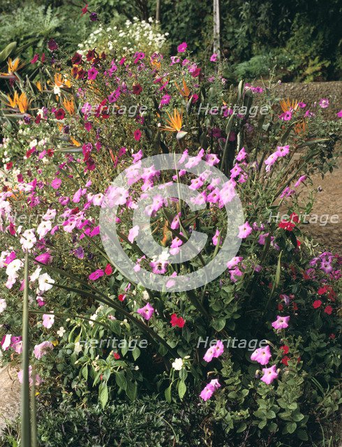 Botanical gardens, Funchal, Madeira, Portugal