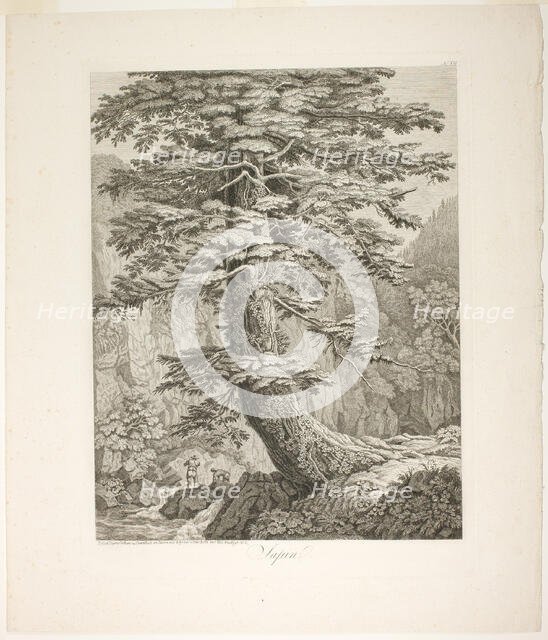 Fir Tree, 1801/02. Creator: Jacob Philip Hackert.