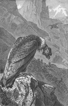 'The Condor',  c1885, (1890). Artist: Robert Taylor Pritchett.