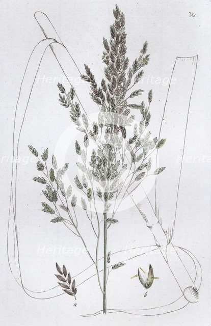 Reed Sweet Grass (Poa aquatica), 1804-1811. Artist: Johan Wilhelm Palmstruch