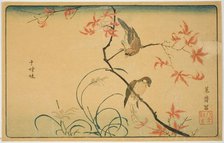 Society Finches (Jushimatsu), Japan, 1790s. Creator: Kitao Masayoshi.