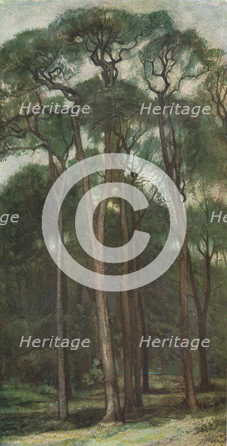 'Study of Trees', c1900 (1903-1904). Artist: Charles Holroyd.