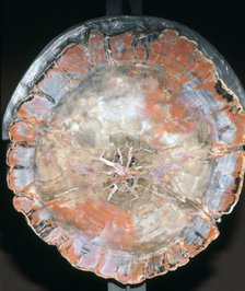 Petrified Wood. Artist: Unknown