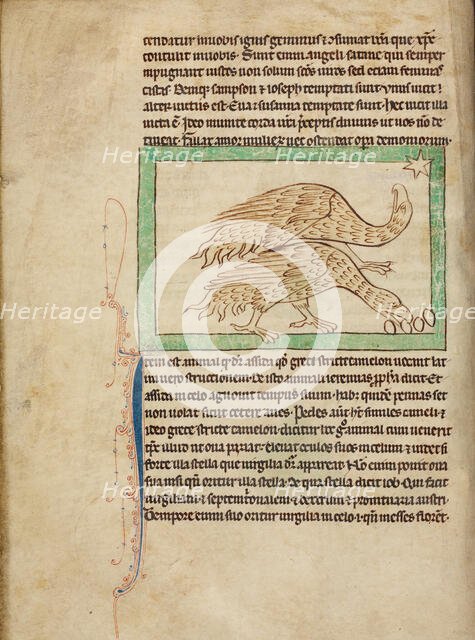 Ostriches; Northumberland Bestiary, about 1250-1260. Creator: Unknown.