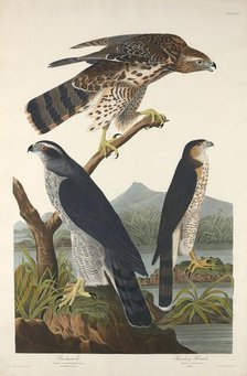 Goshawk and Stanley Hawk, 1832. Creator: Robert Havell.