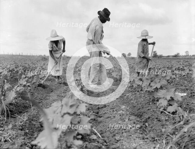 Hoe culture in the South, Near Eutaw, Alabama, 1936. Creator: Dorothea Lange.