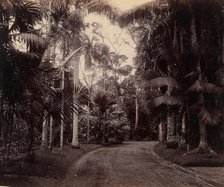 Palm Group, Bvitenzorg, Java, 1860s-70s. Creator: Unknown.