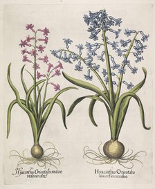 Hyacinthus orientalis , 1613. Creator: Besler, Basilius (1561-1629).