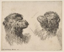 Two Camel Heads, ca. 1641. Creator: Stefano della Bella.