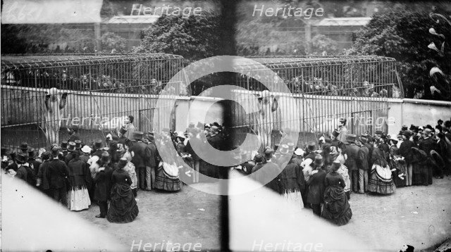 Zoological Gardens, Regent's Park, Westminster, London, c1870-1900. Artist: York & Son