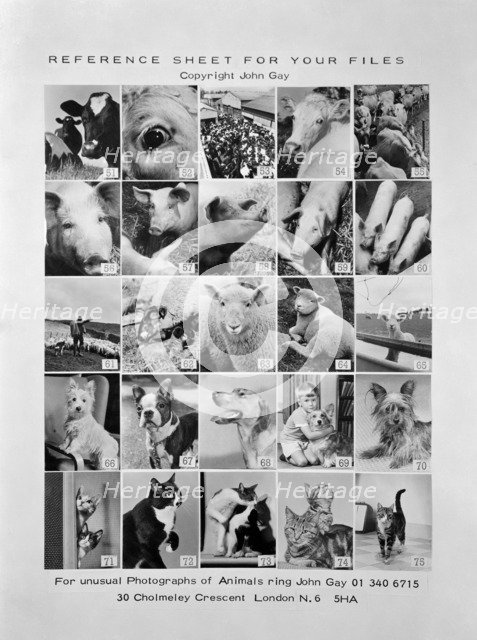 Animal montage, 1970. Artist: John Gay.