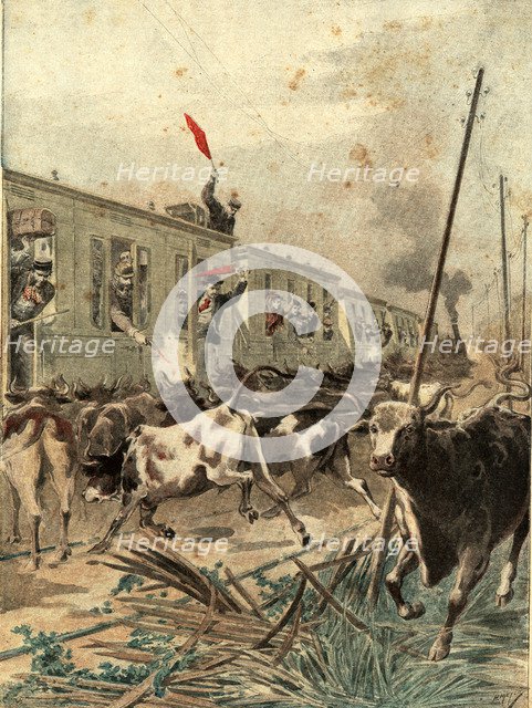 Spanish passenger train was, attacked by a herd of bulls in the province of Salamanca, engraving …