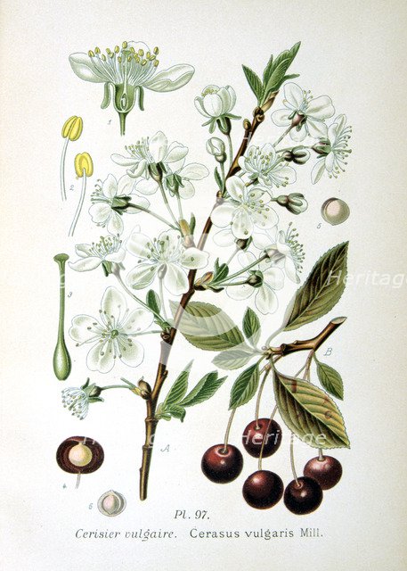 Sour cherry, 1893. Artist: Unknown