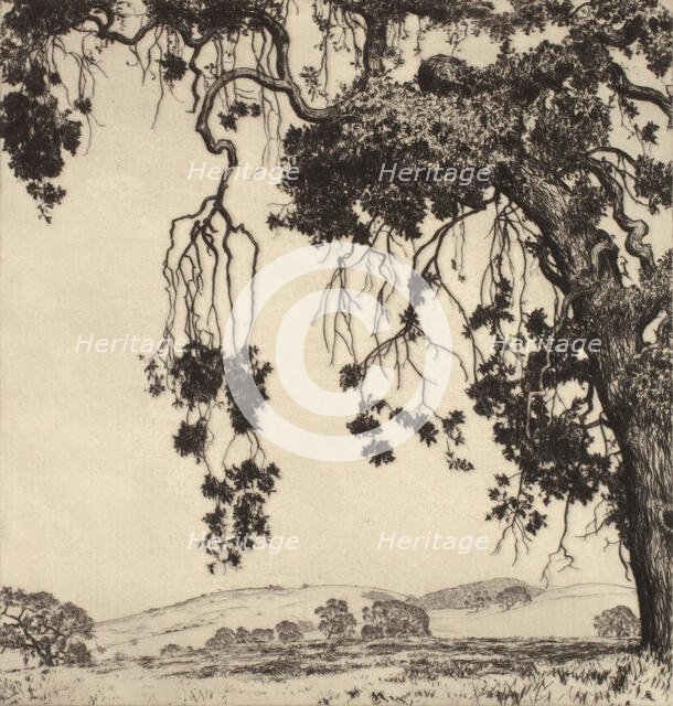 Weeping Oaks, c1900-1952. Creator: Alfred Ray Burrell.