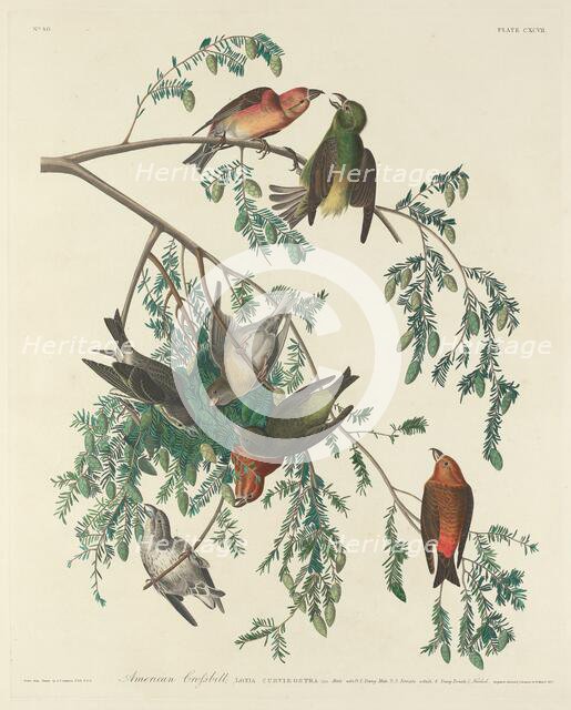 American Crossbill, 1834. Creator: Robert Havell.