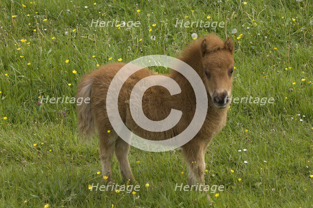 Shetland pony foal, Devon, c2008. Artist: Derek Kendall.