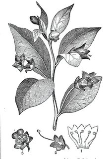 The Deadly Nightshade - (Atropa belladonna), 1844. Creator: Unknown.