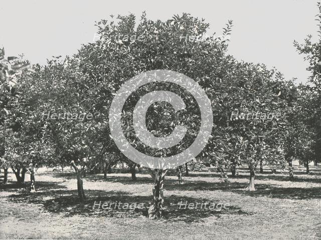 An orange grove near the city, St Augustine, USA, 1895.  Creator: Unknown.