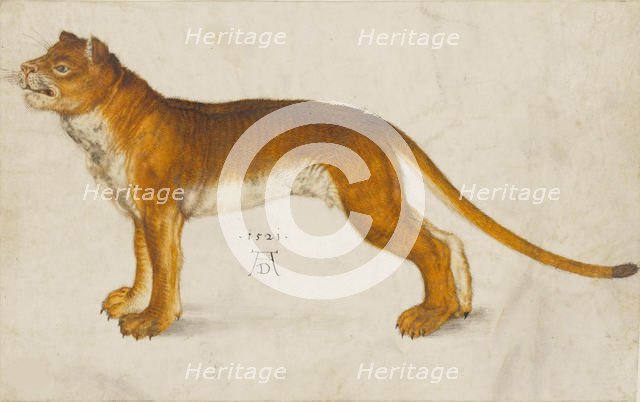 Lioness, 1521. Creator: Dürer, Albrecht (1471-1528).