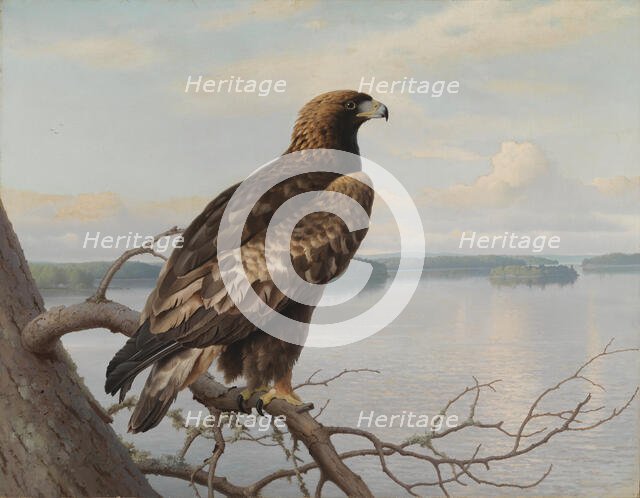 Golden Eagle by a Lake, 1897. Creator: Ferdinand von Wright.
