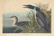 Great Northern Diver or Loon, 1836. Creator: Robert Havell.